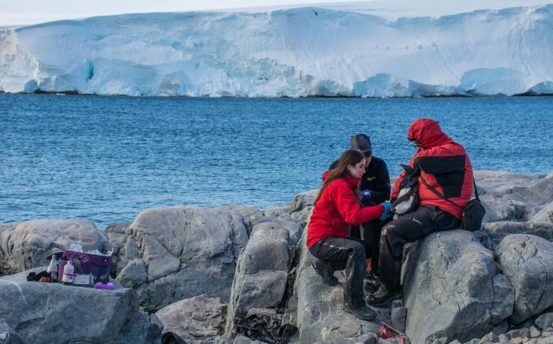 Los investigadores realizarán estudios sobre el virus de Influenza A en pingüinos e identificarán nuevos probióticos en diversas especies animales.