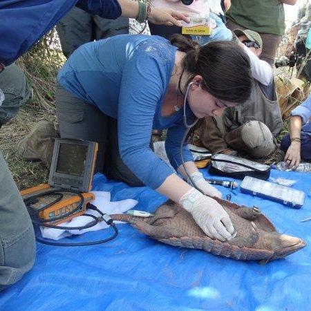 Una de las áreas del Magíster es "Vida silvestre y Conservación", que busca dar respuesta a la preservación de nuestra fauna.