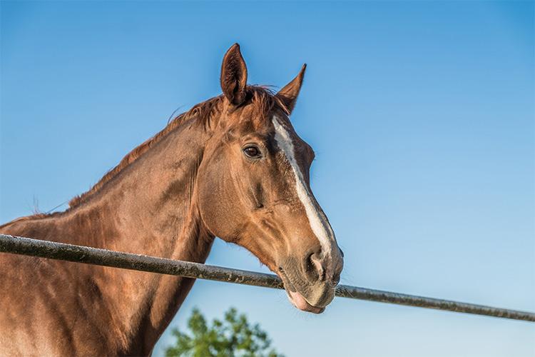 El área de especialización "Sistema de producción y Bienestar animal" profundiza -entre otras disciplinas- en las Bases Biológicas del Bienestar Animal.