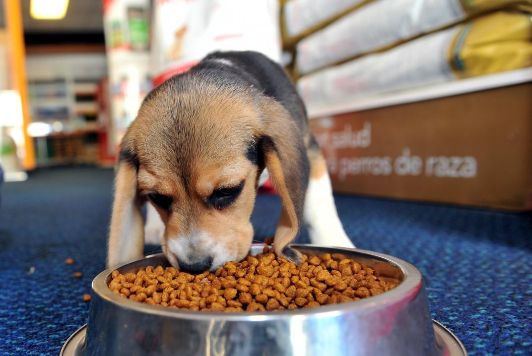 Las principales causas de la obesidad en mascotas son el sedentarismo y los malos hábitos alimenticios.