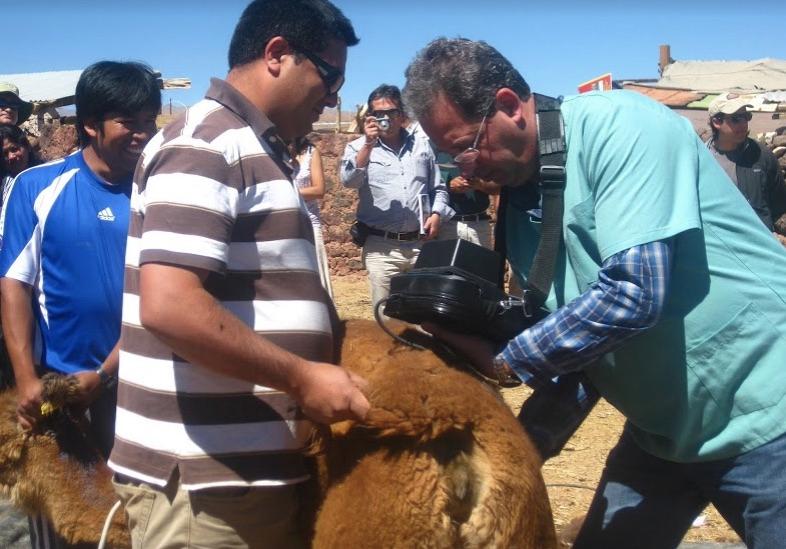 El Dr. Raggi realizando ecografías a algunas hembras preñadas.