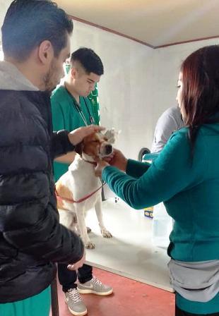 Existe un gran compromiso con las mascotas desde el municipio, para lo cual se ha implementado desde hace muchos años la Unidad de Medio Ambiente y Zoonosis.