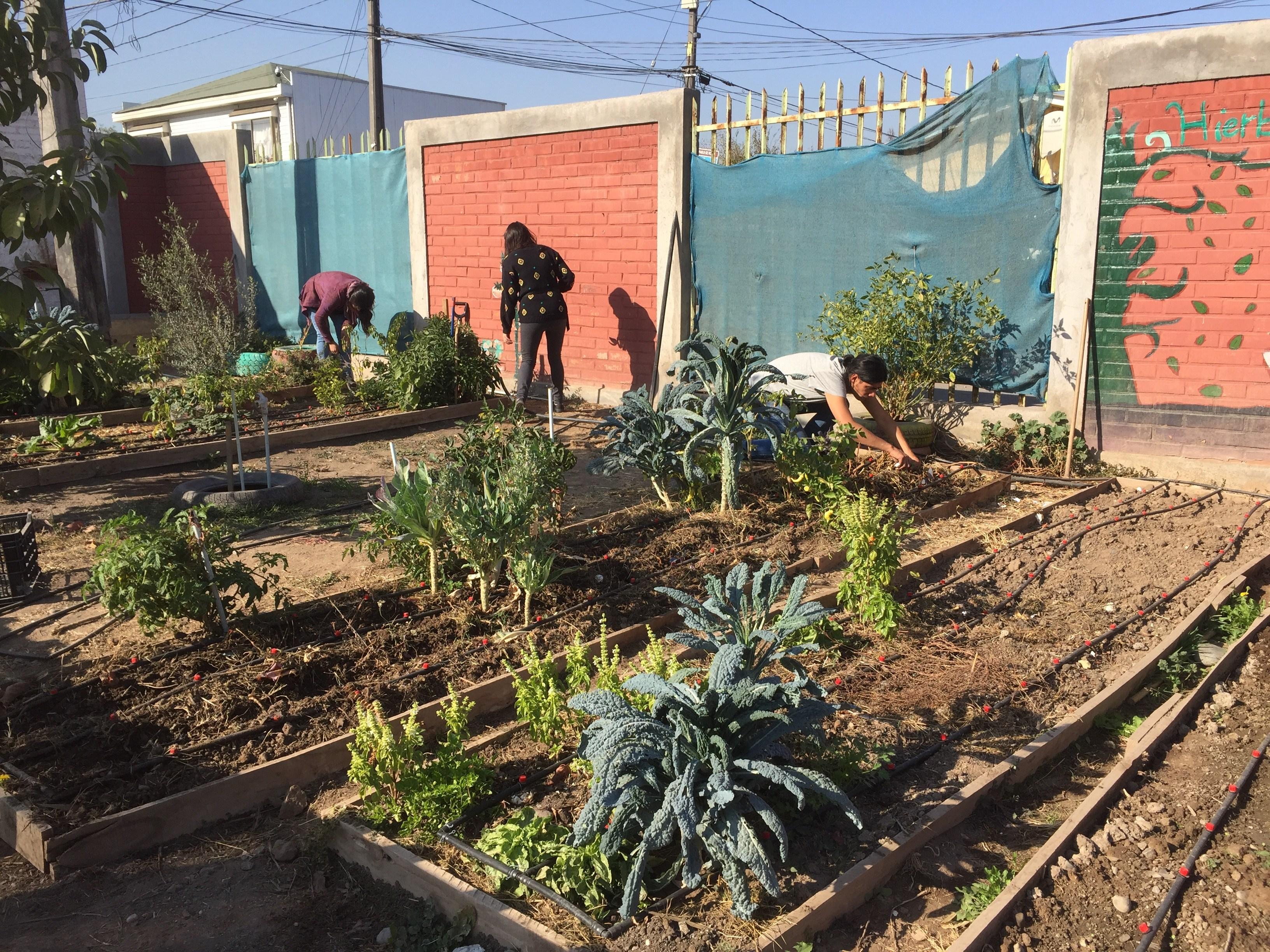 En La Pintana existen parcelas, espacios del Campus Sur y espacios públicos que son utilizados para cultivos, plantas ornamentales, crianza de animales, huertos urbanos.