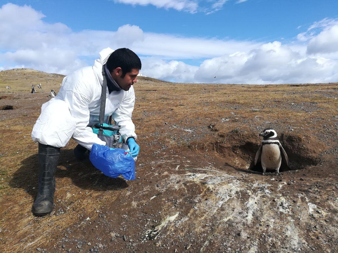 El Dr. Christopher Hamilton-West a cargo de la Unidad de Epidemiología Veterinaria de Favet, ha realizado diversas investigaciones sobre virus de influenza en aves.