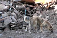 os animales pueden padecer de enfermedades y tensión debido a las réplicas y a la modificación de su entorno habitual.