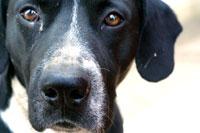 Los animales han sufrido las consecuencias de la catástrofe. Los especialistas recomiendan poner atención a sus conductas.