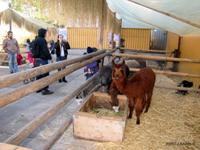 La actividad cuenta con exposiciones interactivas, una granja educativa, exhibición de anatomía animal y una novedosa muestra elaborada por el Museo Nacional de Historia Natural.