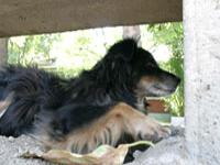 La vacuna podría dar solución a la excesiva población de perros vagos en Chile, a través de una estelirización indolora y más barata que los procedimientos tradicionales.