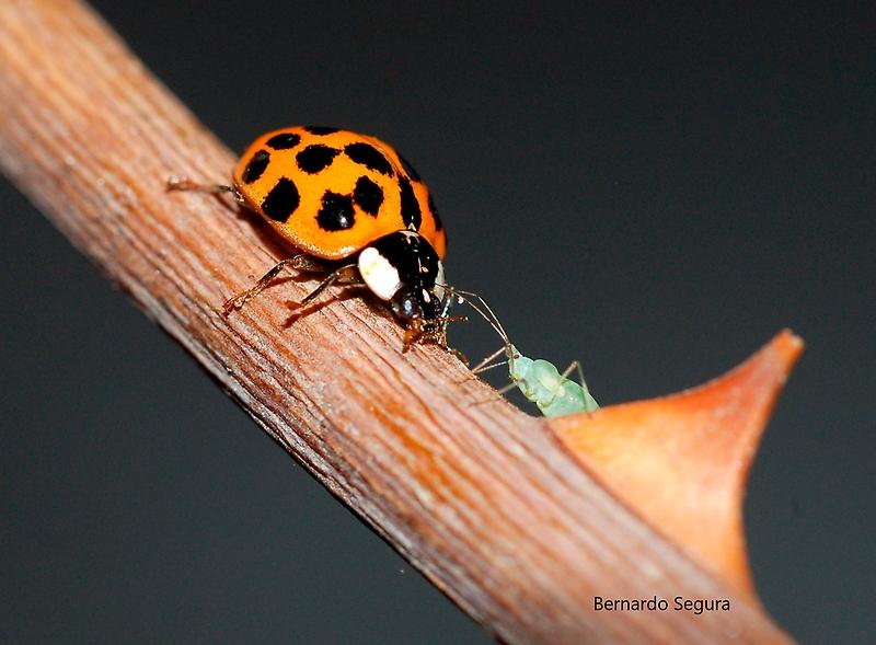 La chinita asiática o arlequín es una especie más grande y voraz que las autóctonas.