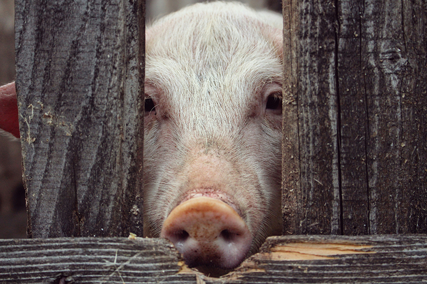 Peter Singer: liberación animal y ética