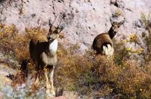 En Chile la taruca figura hoy En Peligro, de acuerdo al Decreto Supremo 151 de 2007, en lo que fue la 1era clasificación de especies de acuerdo a su estado de conservación según la ley ambiental.