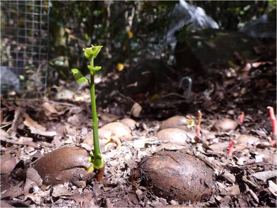 Semillas de Belloto del Norte recién germinadas.