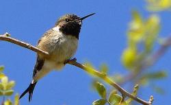 Dentro de las aves de difícil detección, destaca el picaflor de Arica, una de las especies con mayor riesgo de extinción.