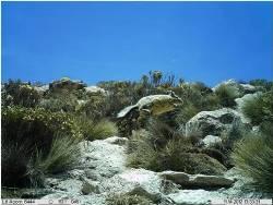 En esta Región es posible observar diferentes ambientes ecológicos donde habitan diversas especies. En la foto, la Vizcacha.