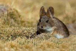 Las especies más conocidas son aquellas que son fáciles de observar, en la foto el ratón orejudo boliviano.