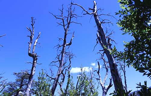 Uno de los efectos de los incendios en el mediano plazo es que los patrones de regeneración se ven alterados y se da pie para las plantas invasoras.