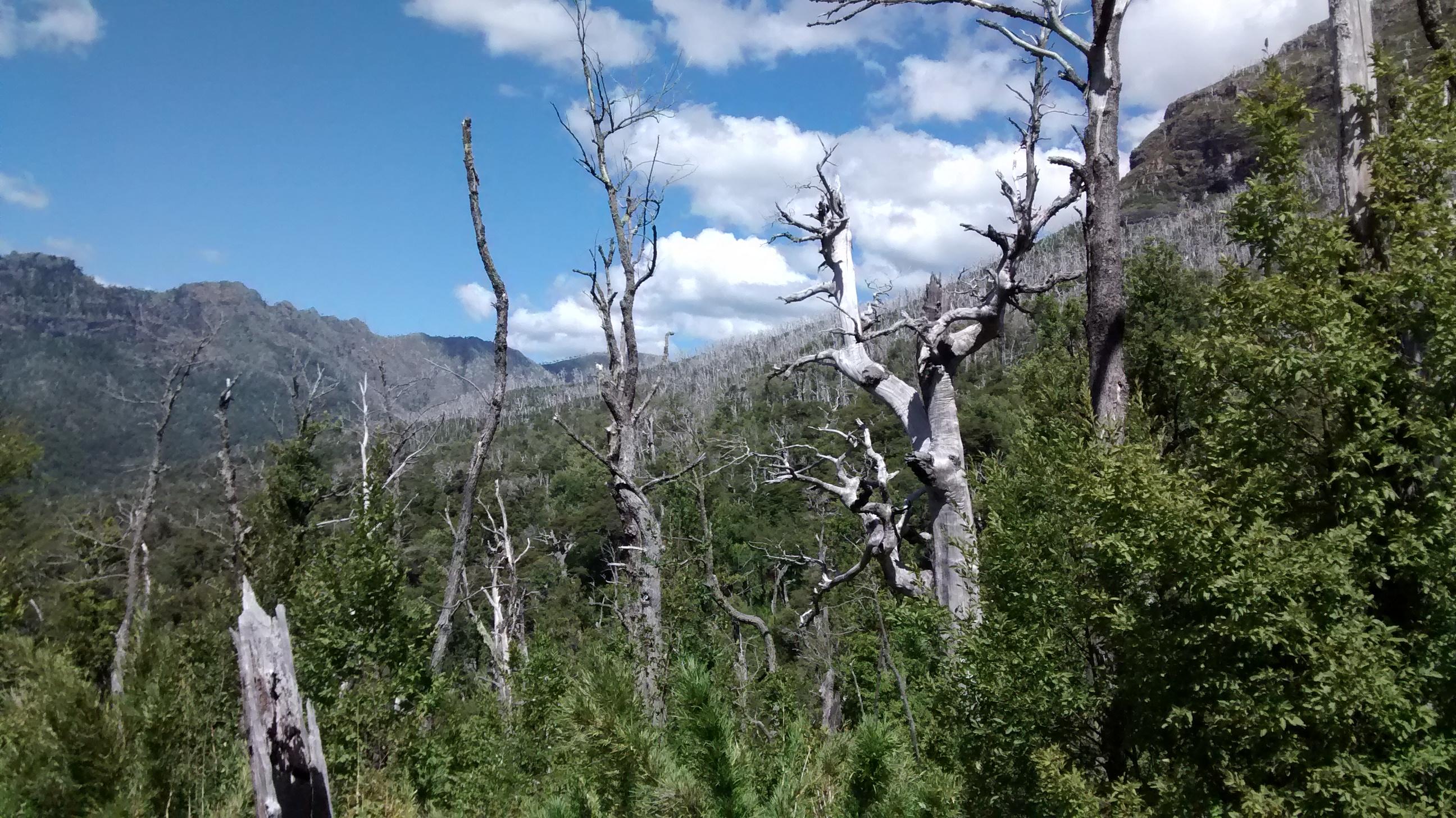 Su primer hito es la creación de la Reserva Forestal de Malleco en 1907, donde actualmente los estudiantes de Ingeniería Forestal realizan prácticas estivales.