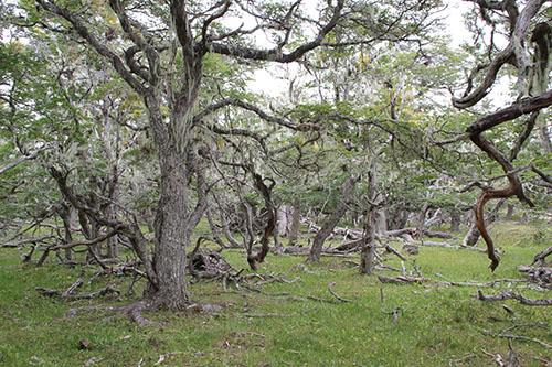 En el sector centro-norte del Tierra del Fuego (Argentina) los ñirantales son dominantes.