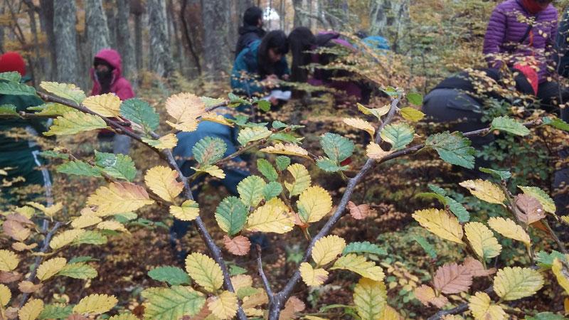 Visita Bosques Monte Alto Forestal