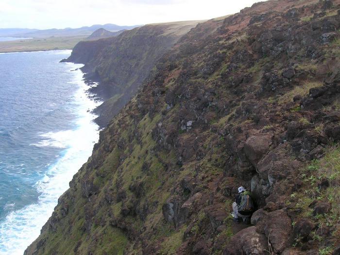 Búsqueda en el acantilado de insectos nativos a lo largo de la costa sur del volcán Poike. (Foto: Rafael Rodríguez Brizuela).