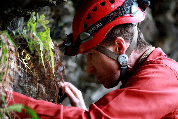  Jut Wynne en busca de insectos escondidos en un jardín de helechos musgo dentro de una cueva en el Sector Roiho, Rapa Nui. (Foto: Katherine Moreira)