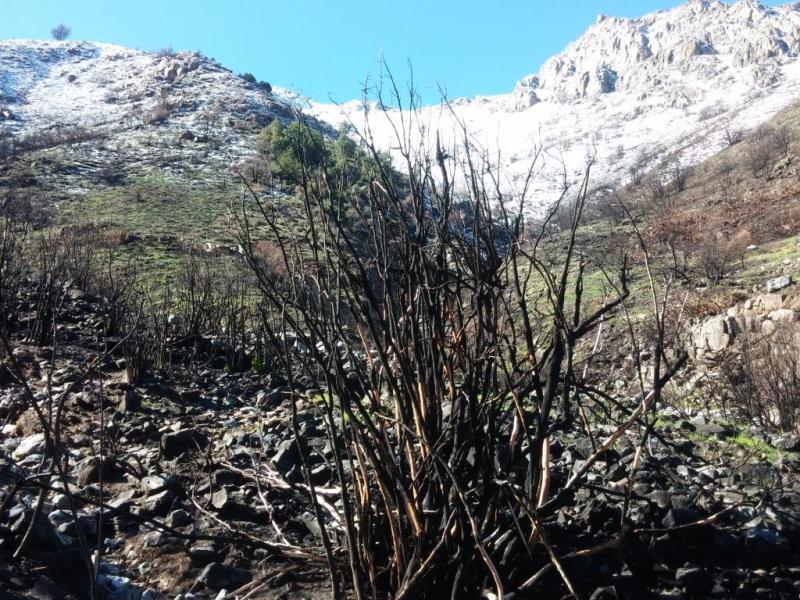  Panorámica de un paisaje afectado por incendio de alta intensidad