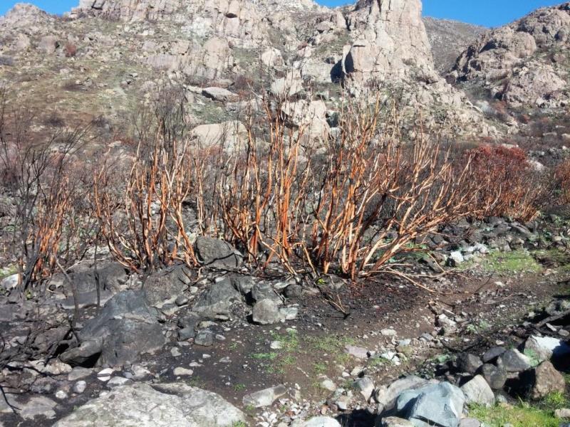 Ejemplares de Litre quemados en incendio de marzo de 2016