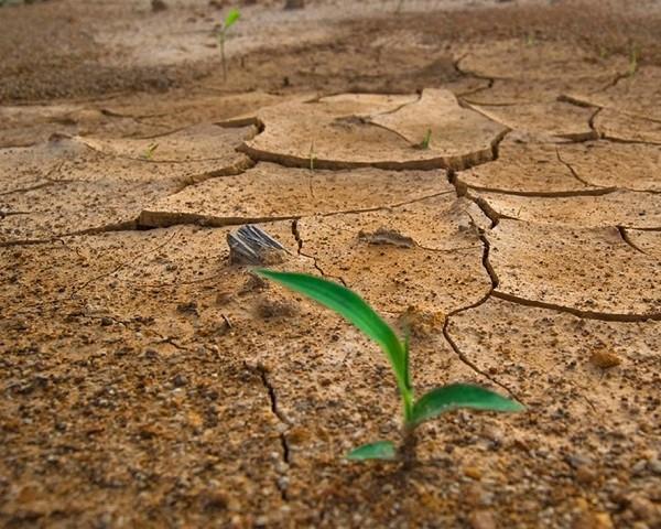 Para este especialista la vegetación se encuentra sometida a un fuerte estrés hídrico, condición propicia para la acción humana negligente o malintencionada que genera un incendio.