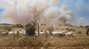 Los incendios afectaron significativamente a los pequeños propietarios y a los pueblos originarios.