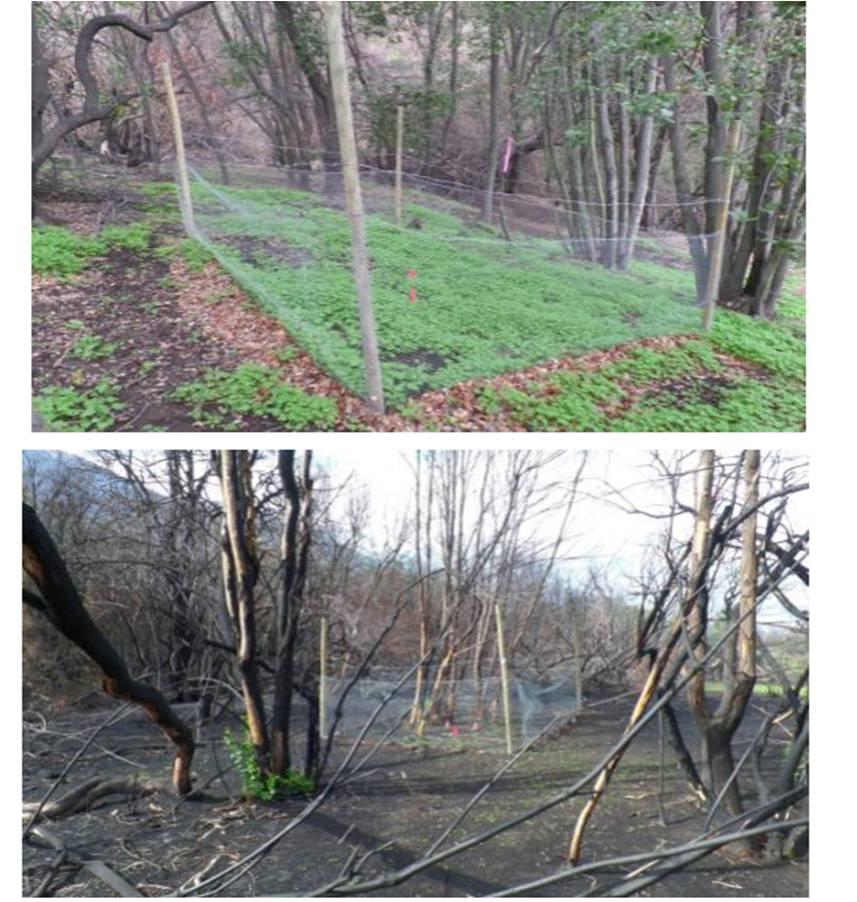 Reforestación con especies esclerófilas nativas en áreas degradadas e incendiadas en Chile central.