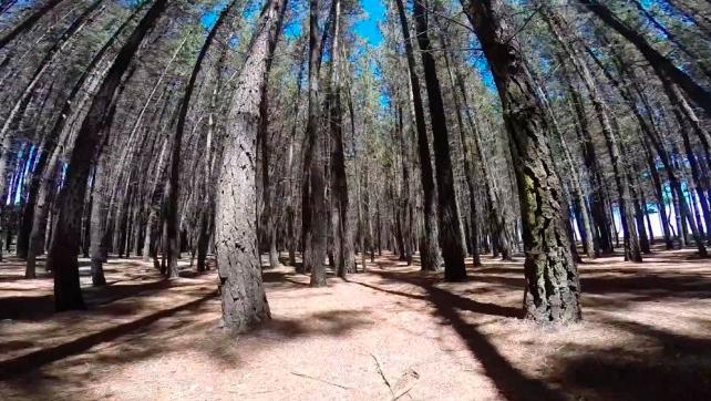 El académico Eduardo Martínez, de la Facultad de Ciencias Forestales y Conservación de la Naturaleza, destacó la importancia de seleccionar las especies adecuadas.