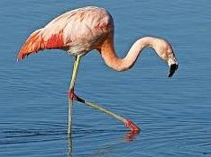 Tres especies de flamencos dependen del agua existente en los salares, debido a su especializada alimentación a base de las poblaciones de algas síliceas del fondo de las lagunas.