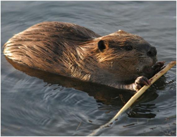 El Castor canadiense genera una pérdida de biomasa forestal, impactos por disminución de zonas pastoriles e impactos negativos a la captura de carbono. 