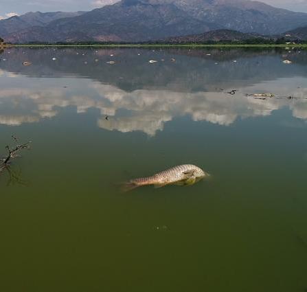 n relación a la muerte repentina de centenares de peces, el especialista señala que el fenómeno se denomina "eutroficación".