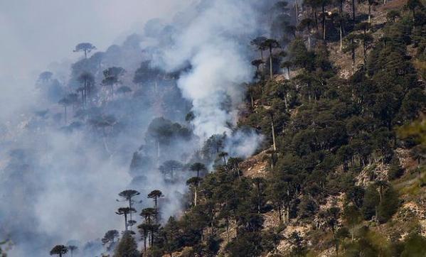 La precipitación en noviembre genera una germinación inusual de vegetación (combustible fino). Una vez seco, este material representa una poderosa fuente de ignición inicial 