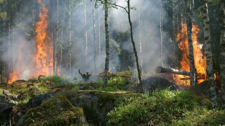 En Chile, el origen de los incendios en la mayoría de los casos se debe a acciones directas de personas.