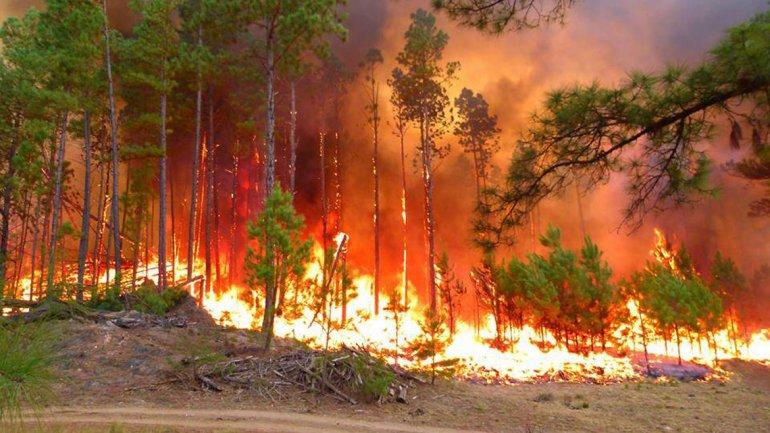 Las investigaciones se desarrollaron se ejecutó un estudio de caso en la Reserva Nacional Lago Peñuelas de la Región de Valparaíso, y un predio particular en el sector de Los Morros en el Maule.