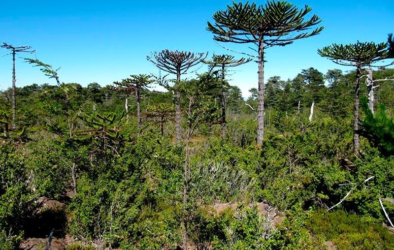 Araucarias, cipreses de las Guaitecas y alerces son especies protegidas por el apéndice 1 de CITES, el máximo grado de protección.