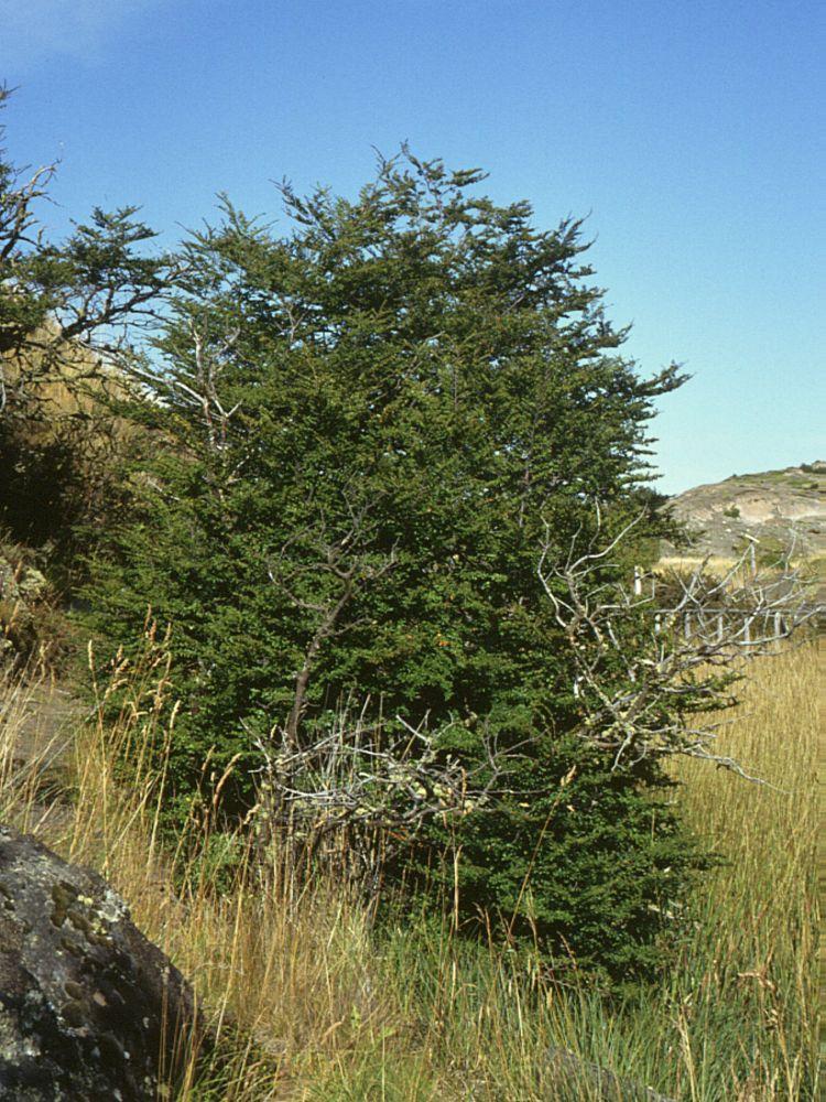 La investigación de Danira Pineida consiste en caracterizar el rebrote de tocón, es decir del árbol cortado y cómo éste responde a diferentes tratamiento.