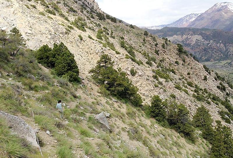 La población de ciprés de la cordillera en San Gabriel ha sufrido las amenazas provocadas por el cambio climático y la intervención humana.