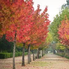 Dentro de las especies foráneas, el estudio revela que se ha duplicado la cantidad de liquidámbar (Liquidambar styraciflua), especie originaria de Centro y Norteamérica.