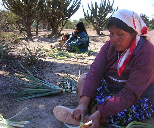 La Profesora se destaca por su enfoque interdisciplinario orientado a integrar la arqueología, la etnohistoria, la etnobiología y la antropología cultural.