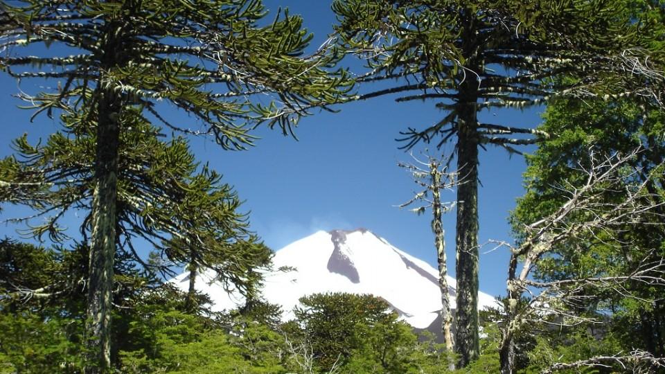 A comienzos del siglo XIX se estimaba una cobertura de 24 millones de hectáreas de bosque nativo. En tanto, a comienzos del siglo XX ya quedaba menos de la mitad, cerca de 11 millones de hectáreas.