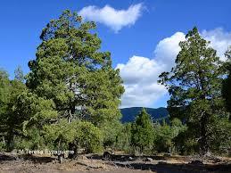 Ciprés de la cordillera (Austrocedrus chilensis).