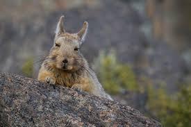 Vizcacha austral (Lagidium wolffsohni).