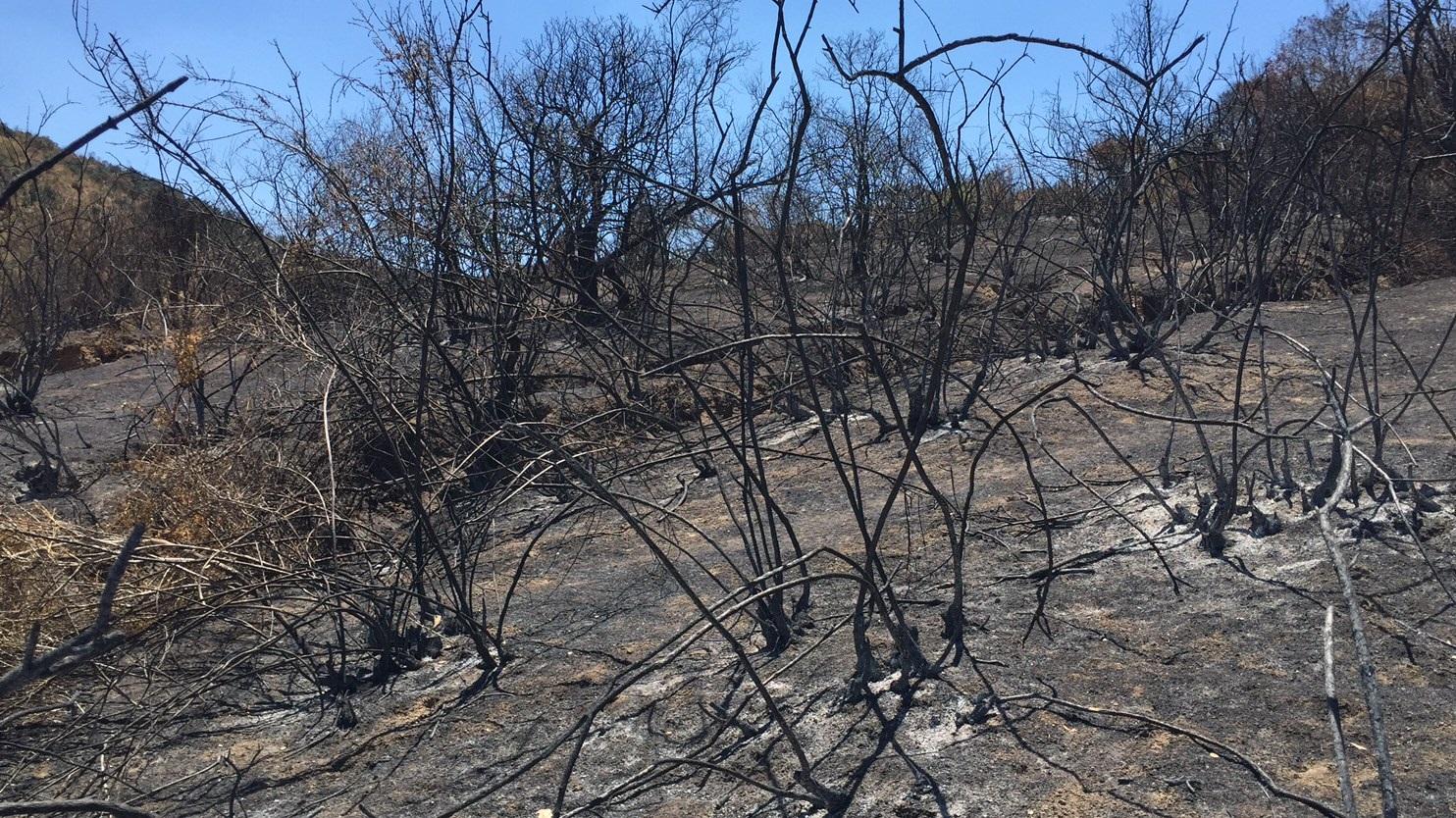 A escasos días del incendio el equipo de investigadores inicia sus labores en Pichidegua en la Región de O'Higgins.