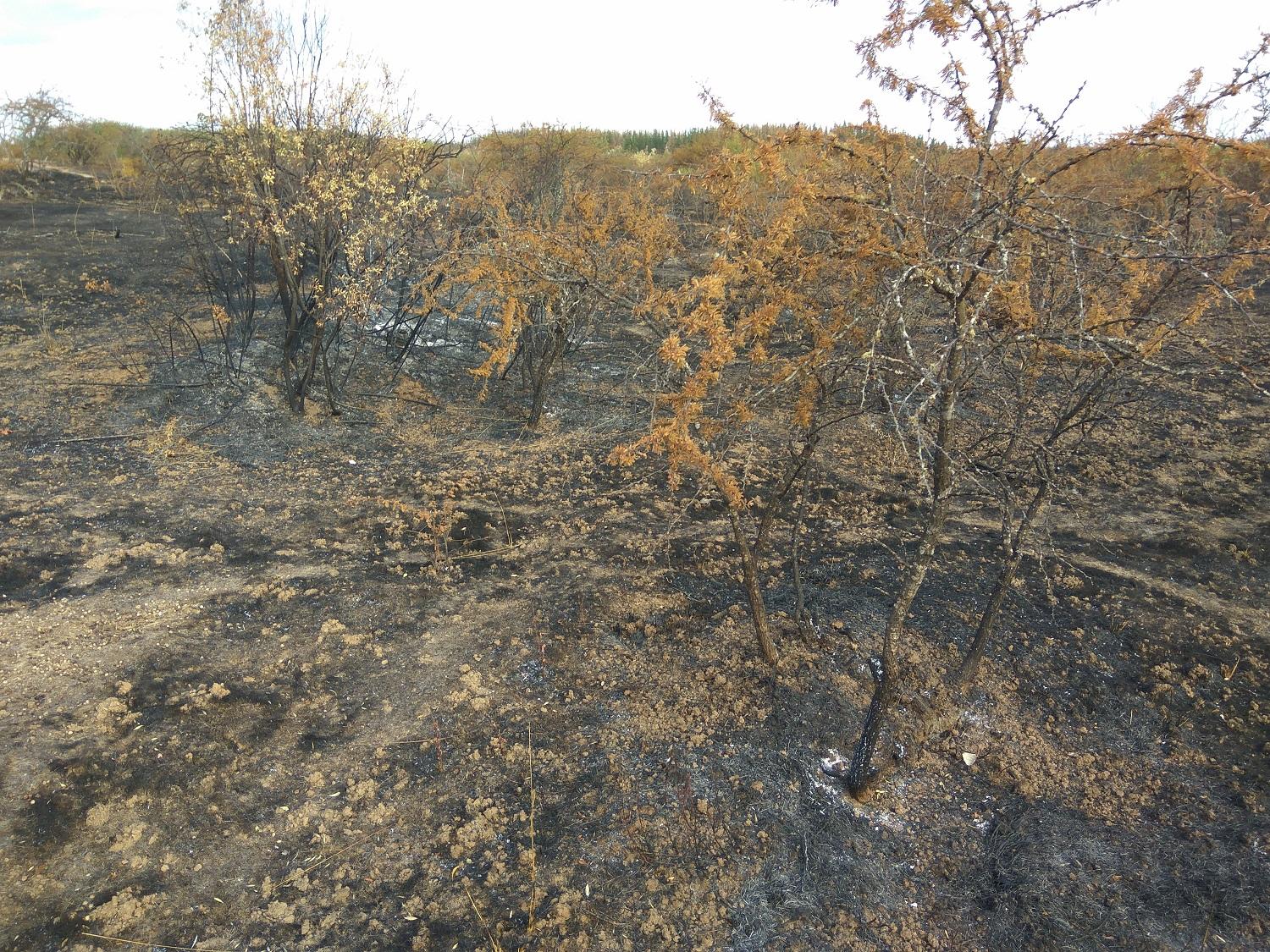 El estudio abarcó 9 áreas de muestreo ubicados en 4 regiones representativas del bosque esclerófilo. En la imagen, la localidad de San Javier, Región del Maule en febrero 2017. 