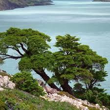 Nothofagus antarctica, conocido como ñirre, significa zorro en la lengua mapuche. Llamaron así a este árbol ya que estos animales suelen hacer sus madrigueras debajo de los mismos.  