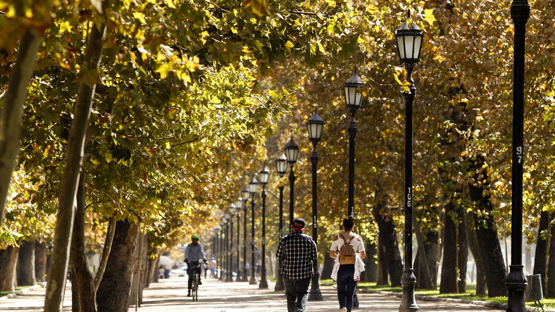 a "Ley Arbolito", un proyecto que será presentado a fines de octubre y que busca aunar y actualizar las normas sobre arbolado urbano.