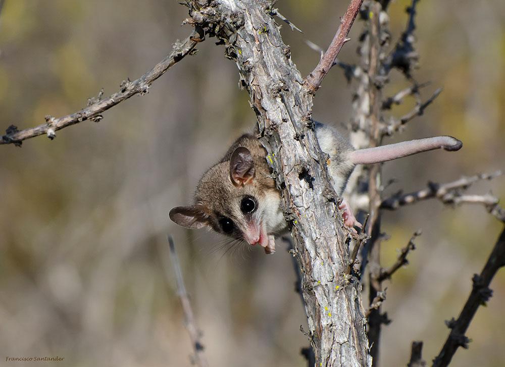 El proyecto aborda la relación entre la gestión forestal intensiva de las plantaciones industriales y la persistencia de la fauna en estos paisajes modificados.